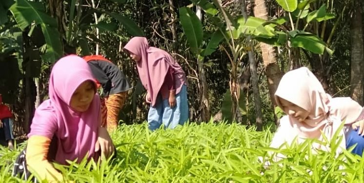 Ketum LDII Dorong Masyarakat Berdayakan Pekarangan untuk Ketahanan Pangan Keluarga