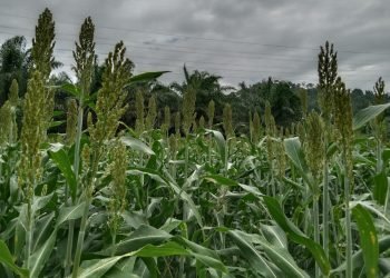 Harga Pangan Naik,  Warga LDII Inovasi dengan Budidaya Sorgum Pengganti Beras