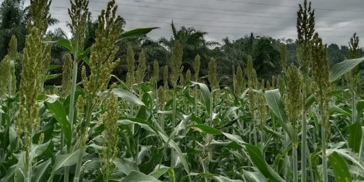 Harga Pangan Naik, Warga LDII Inovasi dengan Budidaya Sorgum Pengganti Beras