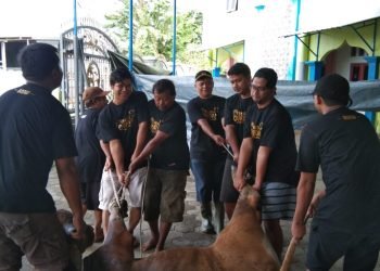 Idul Adha 2022, LDII Nabire Kurban 40 ekor Sapi