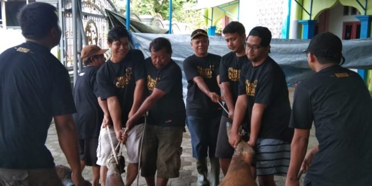 Idul Adha 2022, LDII Nabire Kurban 40 ekor Sapi