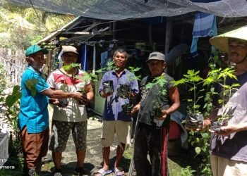 Tumbuhkan rasa peduli lingkungan, LDII Distrik Nabire Barat Bagikan Pohon Pepaya ke Warga